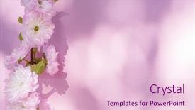  Presentation with blank - Presentation theme having beautiful flowers of almond plant background and a lemonade colored foreground