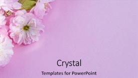  Presentation with flowers - Colorful PPT layouts enhanced with beautiful flowers of almond plant backdrop and a lemonade colored foreground