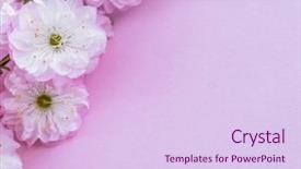  Presentation with paper quilling colorful paper flowers - PPT theme with beautiful flowers of almond plant background and a sky blue colored foreground