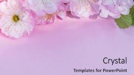  Presentation with flowers - Slide set having beautiful flowers of almond plant background and a light blue colored foreground