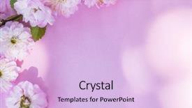  Presentation with paper quilling colorful paper flowers - Presentation design with beautiful flowers of almond plant background and a lemonade colored foreground