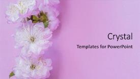  Presentation with flowers - Audience pleasing presentation design consisting of beautiful flowers of almond plant backdrop and a lavender colored foreground