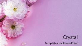  Presentation with almond - Cool new slide set with beautiful flowers of almond plant backdrop and a lavender colored foreground