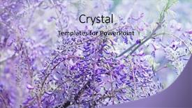  Presentation with beautiful spring flowers - Beautiful slides featuring beautiful flowers of fuji wisteria floribunda vine blooming in spring intentionally shot in high key and shallow depth of field for dreamy feel backdrop and a light blue colored foreground