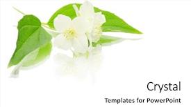  Presentation with jasmine - PPT theme consisting of beautiful flowers of jasmine on white background and a white colored foreground