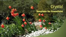  Presentation with tulips - Presentation design with beautiful-flowers-of-red-tulips background and a tawny brown colored foreground