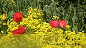  Presentation with tulips - PPT theme featuring beautiful-flowers-of-red-tulips background and a gold colored foreground