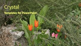  Presentation with tulips - Slides consisting of beautiful-flowers-of-red-tulips background and a tawny brown colored foreground