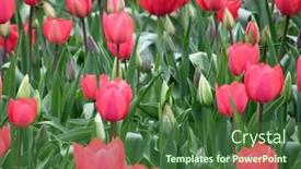  Presentation with tulips - 