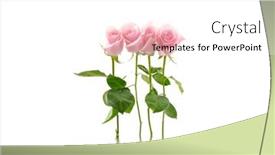  Presentation with white rose - PPT layouts enhanced with beautiful-flowers-of-three-rose background and a white colored foreground