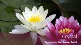  Presentation with pond - Slide set consisting of beautiful-flowers-of-water-lilies background and a  colored foreground