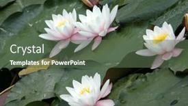  Presentation with pond - Theme consisting of beautiful-flowers-of-white-water background and a ocean colored foreground