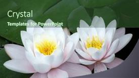  Presentation with pond - Theme having beautiful-flowers-of-white-water background and a tawny brown colored foreground