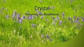  Presentation with iris - Slide deck featuring beautiful flowers of wild irises background and a gold colored foreground