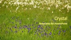  Presentation with flowers - Cool new slide deck with beautiful flowers of wild irises backdrop and a tawny brown colored foreground