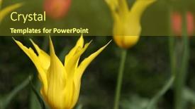  Presentation with tulips - Theme with beautiful-flowers-of-yellow background and a tawny brown colored foreground