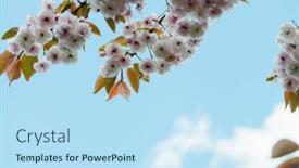  Presentation with japanese flowers - Cool new presentation design with beautiful-flowers-on-a-japanese backdrop and a  colored foreground