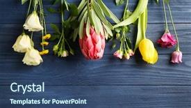  Presentation with blue tulip - PPT theme consisting of beautiful flowers on blue wooden background and a ocean colored foreground