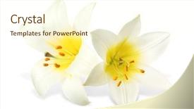  Presentation with white flowers - Beautiful PPT theme featuring beautiful flowers on white background backdrop and a cream colored foreground