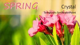  Presentation with beautiful spring flowers - PPT layouts enhanced with beautiful flowers outdoors hello spring concept background and a yellow colored foreground