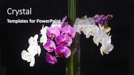  Presentation with orchids - Presentation theme with beautiful-flowers-pink-and-white background and a black colored foreground