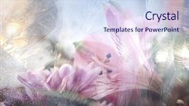  Presentation with ice - Theme having beautiful flowers with ice texture background and a sky blue colored foreground