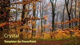  Presentation with foggy forest - Slides having beautiful-foggy-forest-in-autumn background and a tawny brown colored foreground
