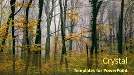  Presentation with foggy forest - PPT layouts featuring beautiful-foggy-forest-in-autumn background and a tawny brown colored foreground