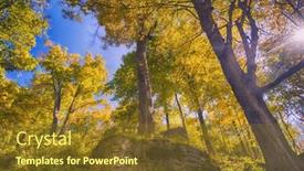  Presentation with fall color - Presentation consisting of beautiful forest view with fall color branches taken in dudas conservation area ontario canada background and a tawny brown colored foreground