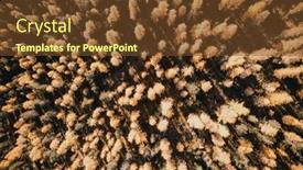  Presentation with pine trees - PPT theme featuring beautiful-forest-with-larch background and a tawny brown colored foreground