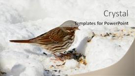  Presentation with snow day - Presentation design with beautiful-fox-sparrow background and a white colored foreground