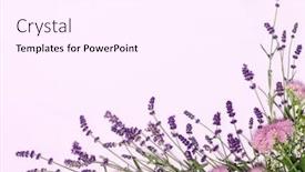  Presentation with lavender flowers - Cool new PPT theme with beautiful-frame-of-lavender-flowers backdrop and a pink colored foreground