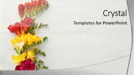  Presentation with light - Colorful slide deck enhanced with beautiful freesia flowers on light backdrop and a white colored foreground