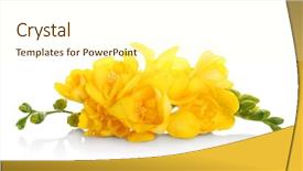  Presentation with white flowers - Cool new PPT theme with beautiful freesia flowers on white backdrop and a cream colored foreground