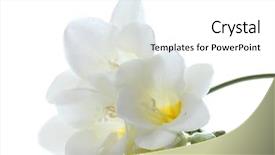  Presentation with maroon and white - Audience pleasing PPT theme consisting of beautiful freesia isolated on white backdrop and a white colored foreground