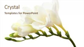 Presentation with frames isolated on white brown - Cool new presentation theme with beautiful freesia isolated on white backdrop and a cream colored foreground