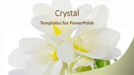  Presentation with white fragility - PPT theme consisting of beautiful freesia isolated on white background and a sky blue colored foreground