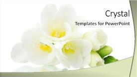  Presentation with beautiful sheet of cannabis marijuana - PPT theme having beautiful freesia isolated on white background and a white colored foreground