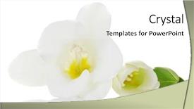  Presentation with fresh water splash green apple isolated white - Audience pleasing slides consisting of portrait of a scared man with raised hands up isolated on a white background backdrop and a light blue colored foreground