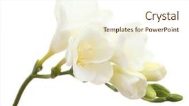  Presentation with history earth globe isolated white - PPT layouts having beautiful freesia isolated on white background and a cream colored foreground