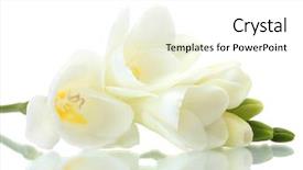  Presentation with fresh water splash green apple isolated white - PPT layouts featuring beautiful freesia isolated on white background and a white colored foreground