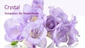  Presentation with octopus on isolated white - PPT theme consisting of beautiful freesia isolated on white background and a sky blue colored foreground