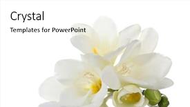  Presentation with history earth globe isolated white - Amazing presentation design having beautiful freesia isolated on white backdrop and a white colored foreground