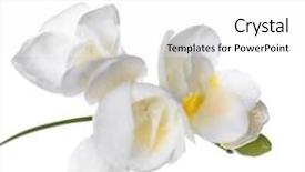  Presentation with simple design white - Colorful PPT theme enhanced with beautiful freesia on white background backdrop and a white colored foreground