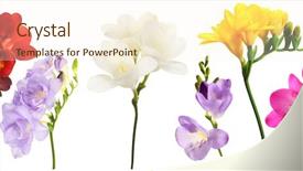  Presentation with beautiful sheet of cannabis marijuana - Amazing PPT theme having beautiful freesias isolated on white backdrop and a cream colored foreground