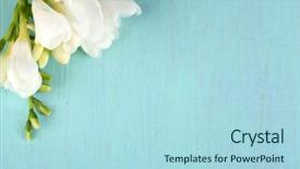  Presentation with coral reefs blue water beautiful sky - Beautiful slides featuring beautiful freesias on blue background backdrop and a light blue colored foreground