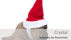  Presentation with dog christmas - Beautiful PPT theme featuring beautiful-french-bulldog-dog-wearing backdrop and a light gray colored foreground