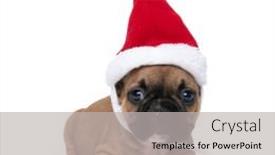  Presentation with dog christmas - Amazing presentation theme having beautiful-french-bulldog-dog backdrop and a light gray colored foreground