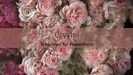  Presentation with decor - PPT theme with beautiful-fresh-carnation-flowers background and a coral colored foreground