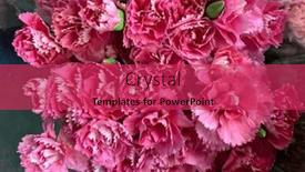  Presentation with decor - Presentation with beautiful-fresh-carnation-flowers background and a red colored foreground